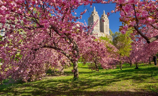 Spring time in NYC